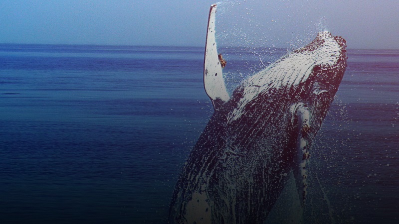 Miles de turistas maravillados con el avistamiento de ballenas jorobadas en Machalilla