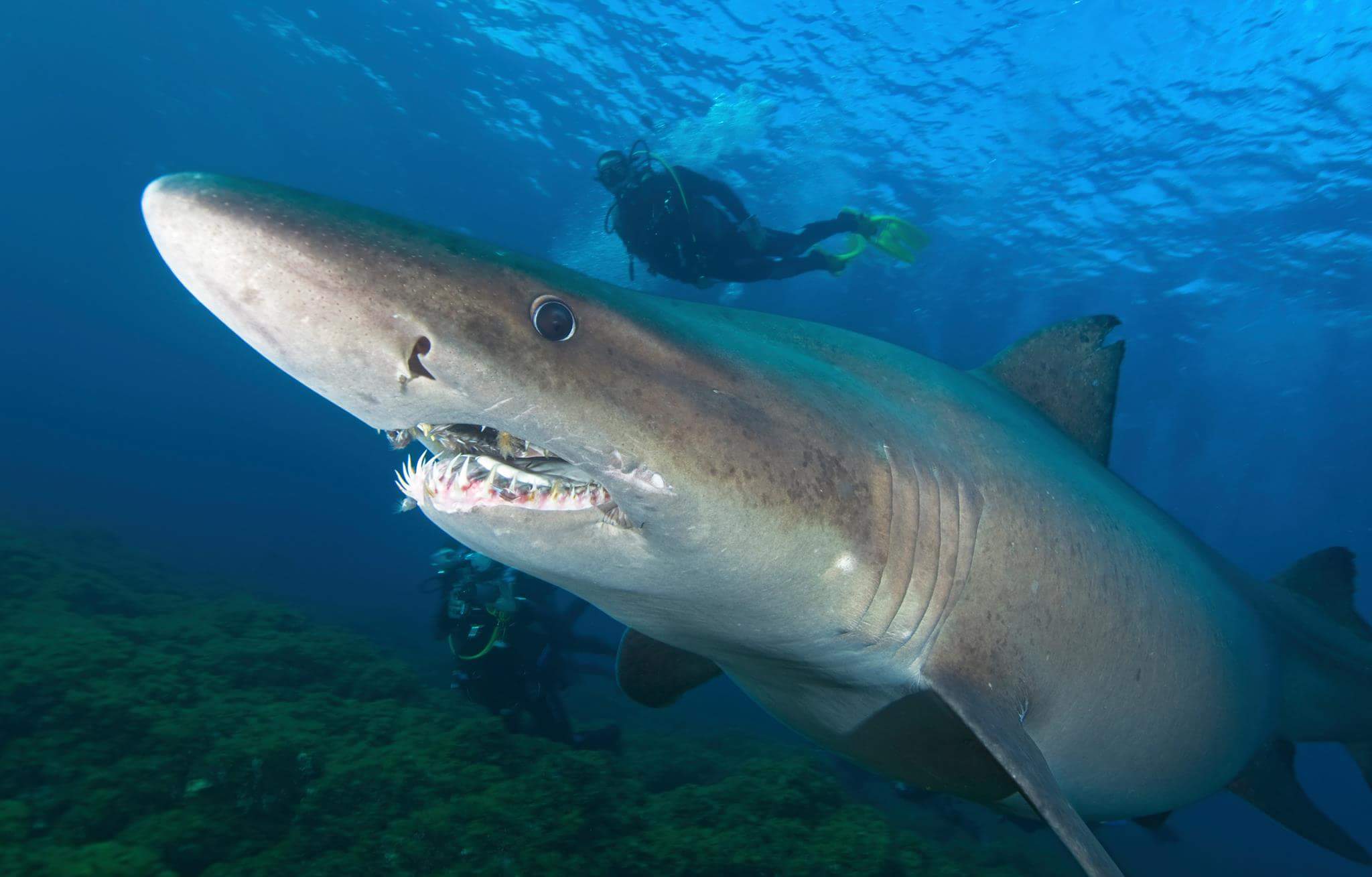 ATIRACAN da la bienvenida al Tiburón solrayo en Canarias