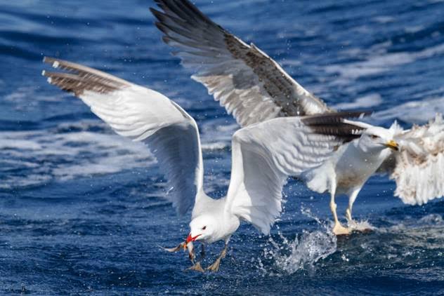 II Congreso Mundial de Aves Marinas