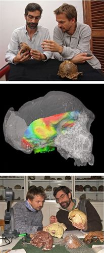Homo Sapiens también aventajaba en olfato al Neandertal