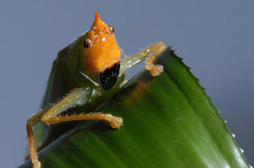 Los saltamontes sudamericanos oyen de forma similar a los mamíferos