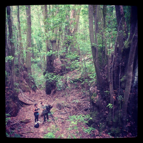 Los árboles singulares de la provincia de Valencia