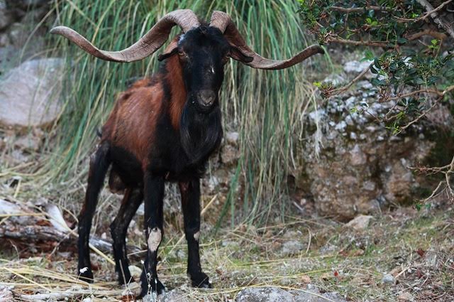 El Colegio de Ingenieros de Montes advierte del grave problema de las población cabras salvajes de Baleares