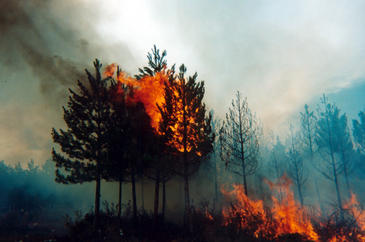 Sensores móviles para prevenir incendios forestales