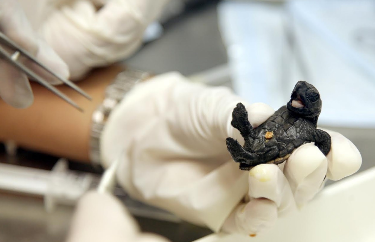 Las tortugas que nacieron en Sueca volverán al mar en septiembre