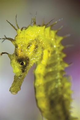 El Aquarium de Barcelona incorpora 50 nuevos caballitos de mar