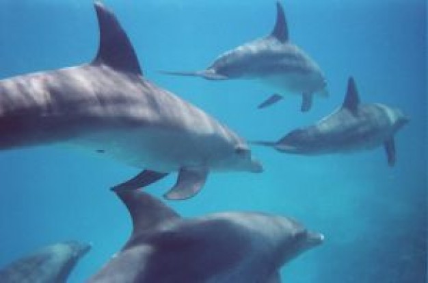LOceanogràfic de Valencia usa por primera vez en Europa la vacuna que protege a los delfines del mal rojo