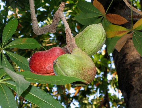 La economía verde ayudaría a reconocer el verdadero valor de los bosques