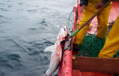 Alarma disminución en número de ejemplares de tiburones