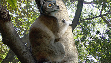 Descubren un nuevo primate extinto hace 20 millones de años