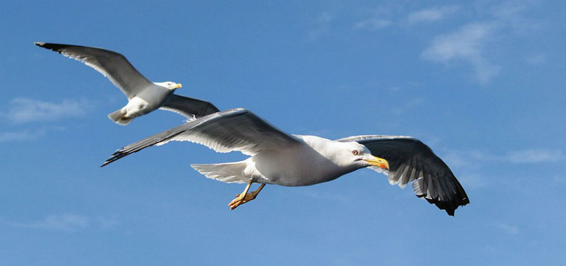 Las gaviotas podrían ser ‘inmunes’ a determinadas bacterias
