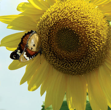 Los insectos silvestres polinizan las cosechas mejor que las abejas domésticas