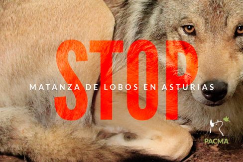 PACMA batalla legalmente para detener la caza de lobos en Asturias
