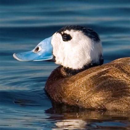 Gracias al Malvasía Cabeciblanca las lagunas de Las Salinas de Alhama de Murcia son declaradas ZEPA