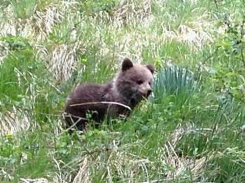 El Conselh Generau dAran traslada la osezna Auberta a un cercado en un bosque