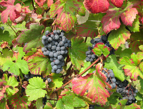 El CSIC presenta 1.000 ejemplares de 55 variedades diferentes de vid