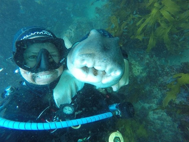 Un tiburón el mejor amigo de este buceador