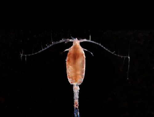 Malaspina secuenciará el genoma del plancton en aguas pobres en oxígeno