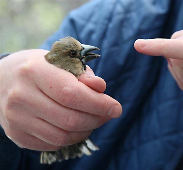 Las aves de Chernobyl se adaptan a la radiación ionizante