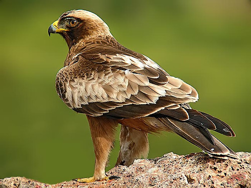 Las águilas calzadas con emisores satélite ya se encuentran de nuevo en España