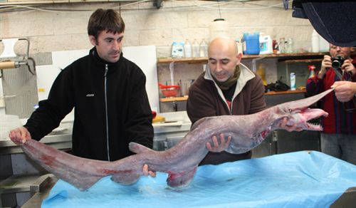 Un arrastrero captura en aguas gallegas un raro ejemplar de tiburón duende rosado