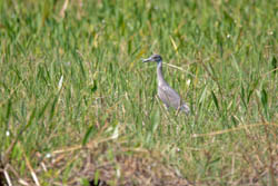 Protegerá Semarnat la flora y fauna en Coahuila
