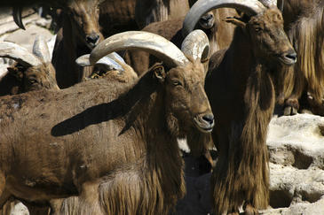 Los ungulados invasores compiten por el alimento en el monte mediterráneo