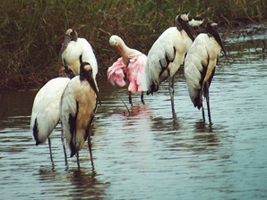 Costa Rica. El desarrollo turístico amenaza la fauna acuática