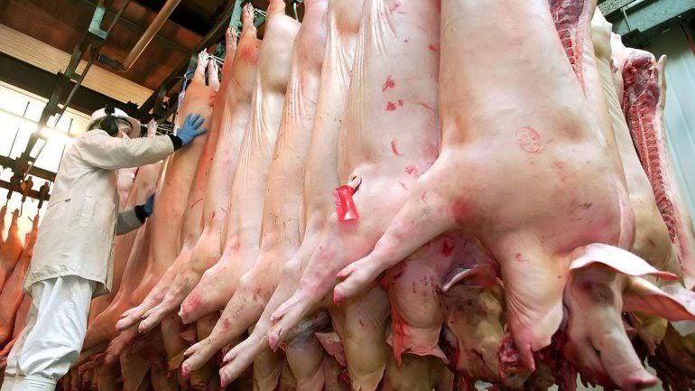 Los cerdos ‘destrozan’ el medio ambiente