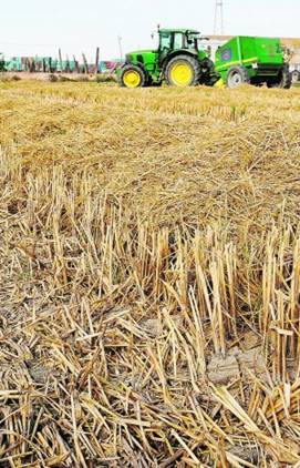 Extremadura participa en un proyecto para el uso de la paja de arroz en industria