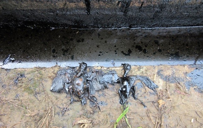 Las poblaciones indígenas del Amazonas cazan y consumen animales que se alimentan en zonas contaminadas por vertidos petroleros