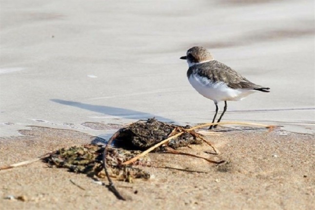 Ecologistas llevan ante la Fiscalía al Proyecto Eolo sobre la playa de Valdevaqueros