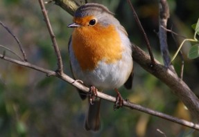 Estados Unidos. Las aves migratorias tienen un futuro plagado de ‘incertidumbres’