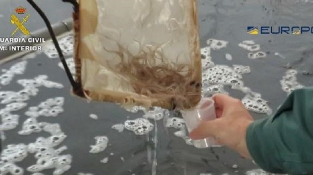 Exportación ilegal de angulas para China intervenida