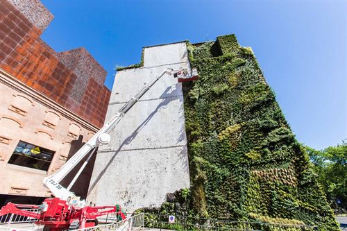 Renovación de la capa de fieltro en la que crecen plantas del tapiz del jardín vertical de CaixaForum