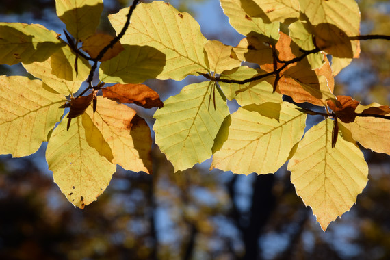 Los grandes fenómenos atmosféricos influyen en la producción de semillas