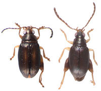 Descubren dos nuevas especies de escarabajos ‘saltarines’ en Nueva Caledonia