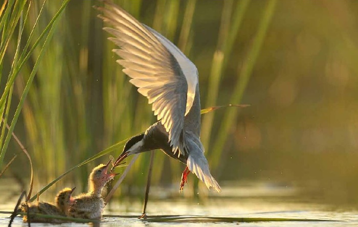 Europa se quedará sin Parques Naturales