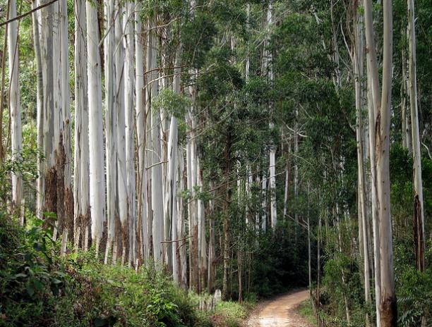 Aran limpia más de 20 hectáreas de bosque y aprovecha la madera como energía de biomasa