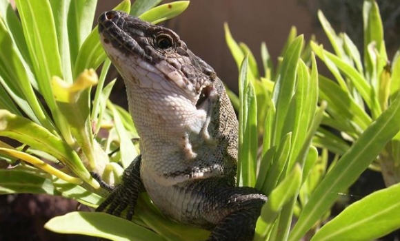 Un extraño reptil marino del Triásico de cuello corto aparece en China