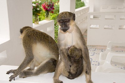 Brasil. Mono verde bebé escapa a la muerte