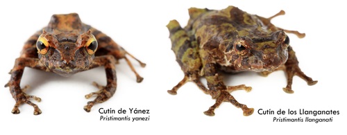 Dos nuevas especies de ranas descubiertas en el Parque Nacional Llanganates