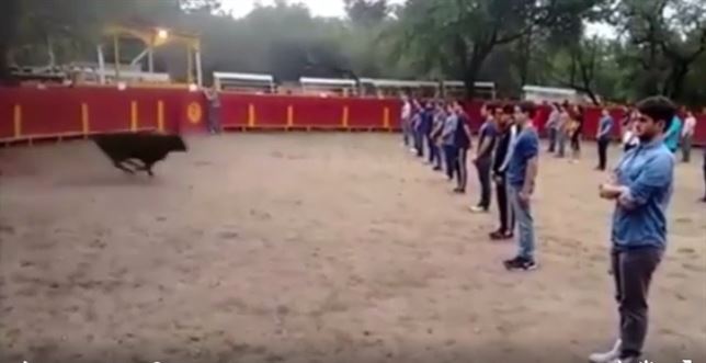 Mira el video de toro que no ‘embiste’