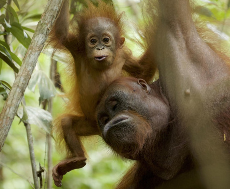 Los orangutanes amamantan hasta los ocho años