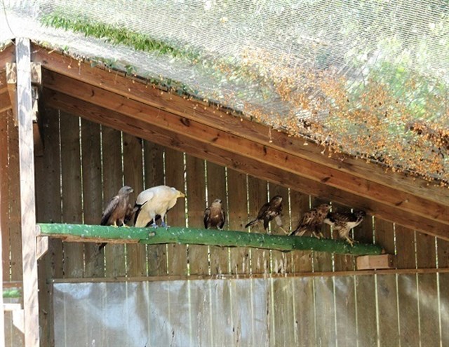 Endesa colabora en la prueba de un dispositivo antipuesta para evitar que se electrocuten aves