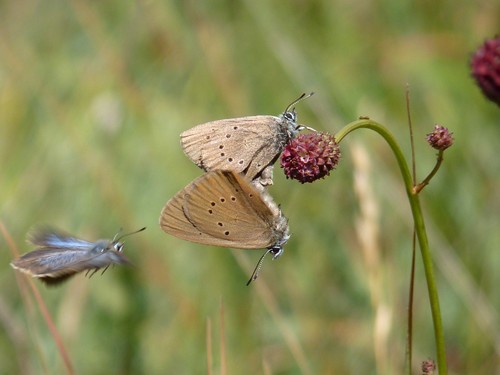 ‘Crowdfunding’ para conservar la amenazada mariposa hormiguera oscura en Palencia