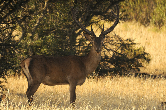 El ciervo es capaz de detectar tóxicos en las plantas de las que se alimenta