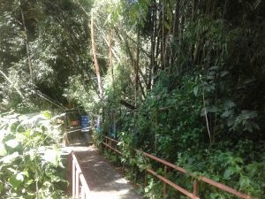 Crearán un bosque en plena ciudad de San Pedro