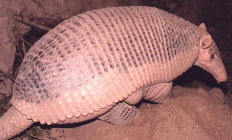 Un informe analiza la situación de las especies en peligro de la fauna argentina