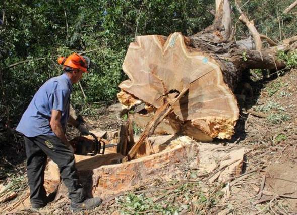 Empresas gallegas de aprovechamientos forestales reciben ayudas de la Xunta para mejorar sus procesos